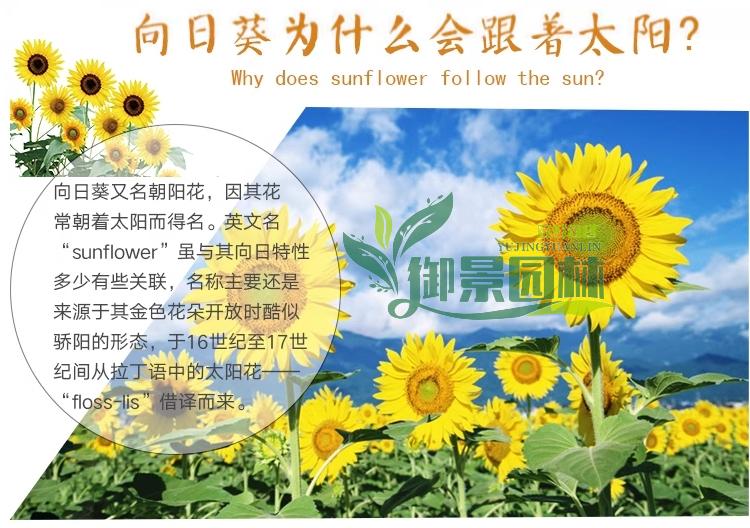 详情7.jpg