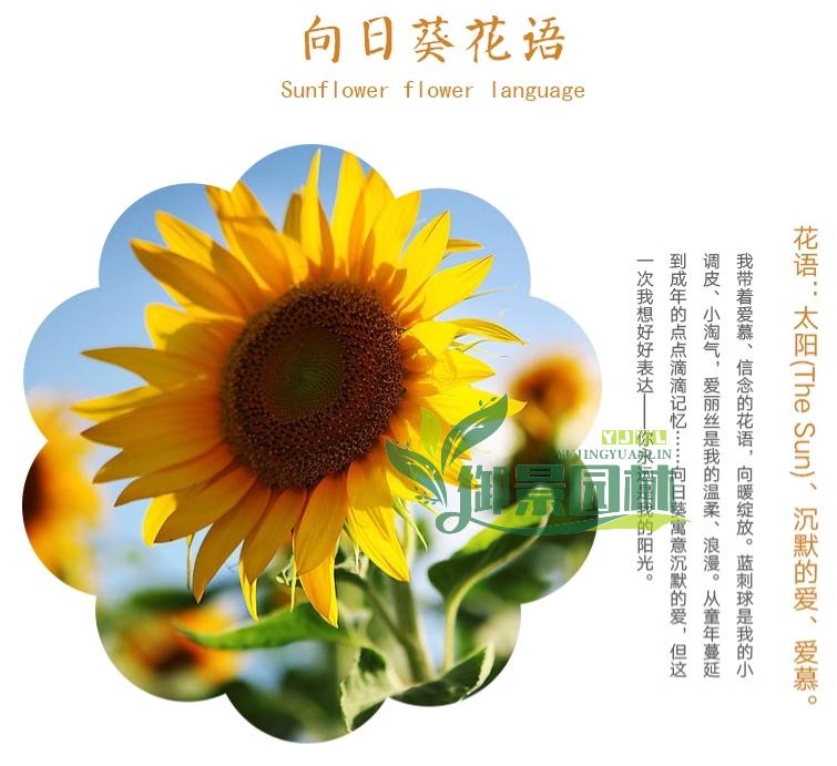 详情9.jpg