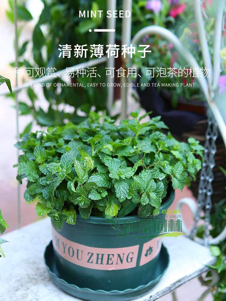 详情1.jpg