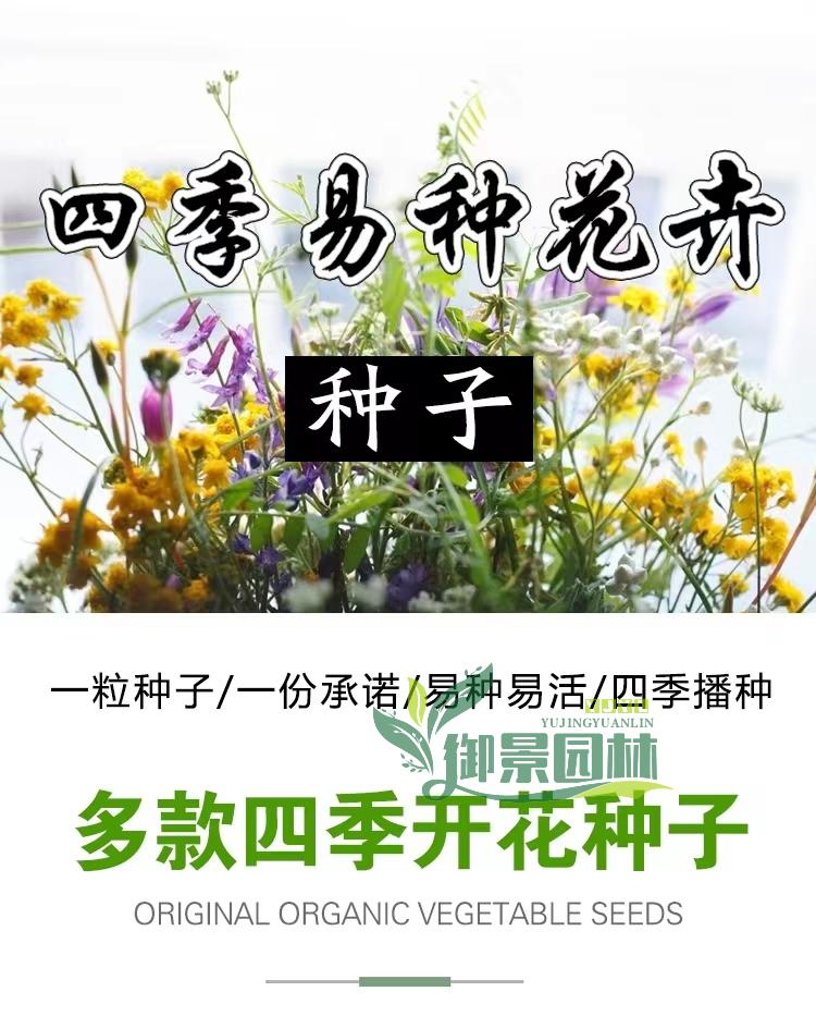 详情2.jpg