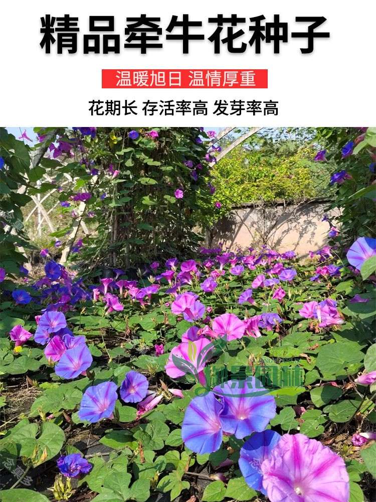 详情1.jpg