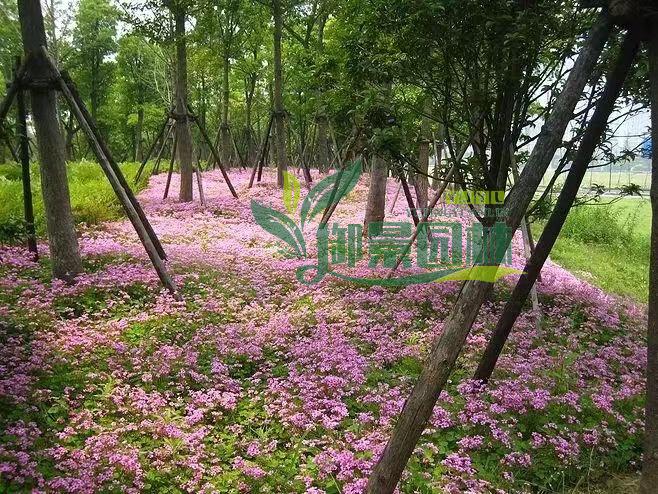 详情12.jpg