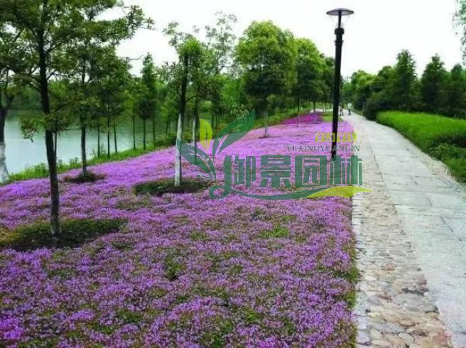 详情13.jpg