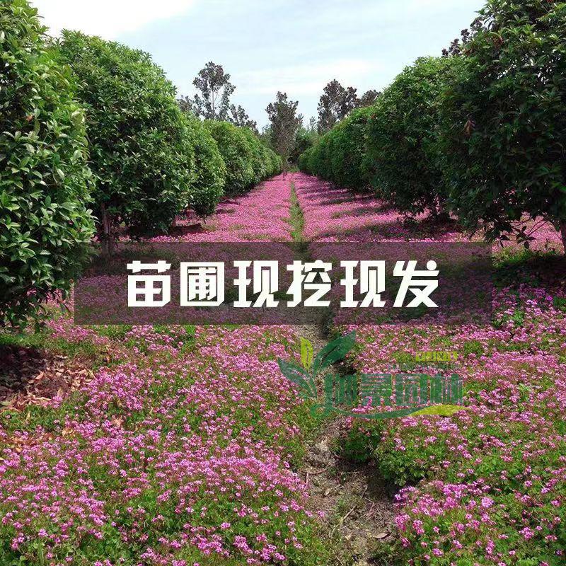 详情14.jpg