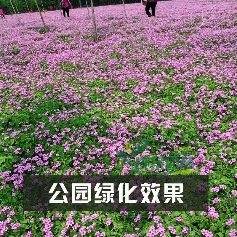详情11.jpg