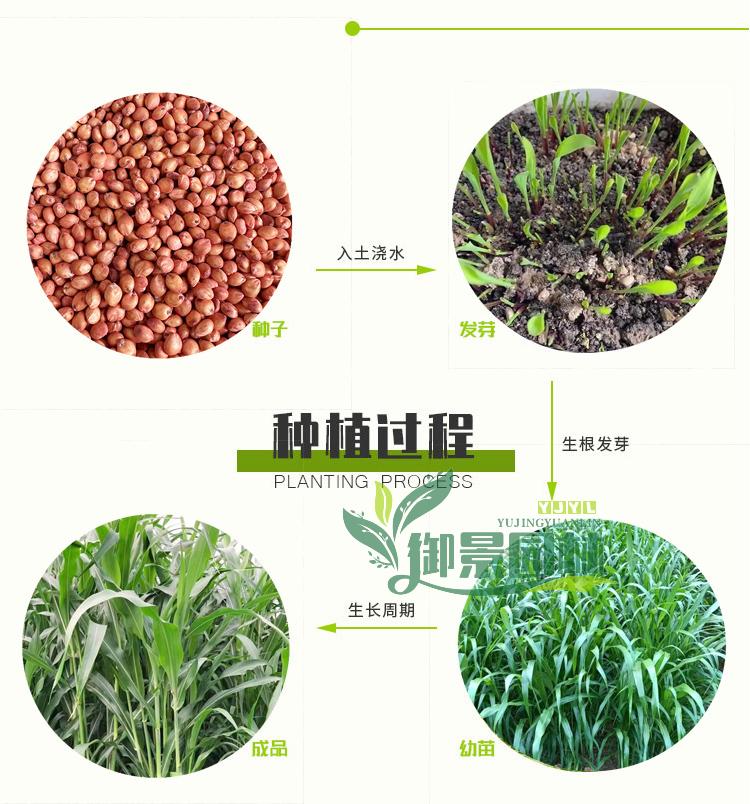 详情4.jpg