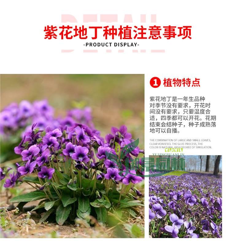 详情5.jpg