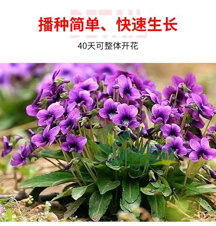 详情6.jpg