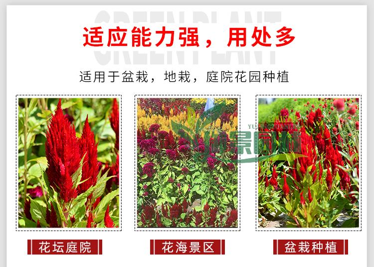 详情2.jpg
