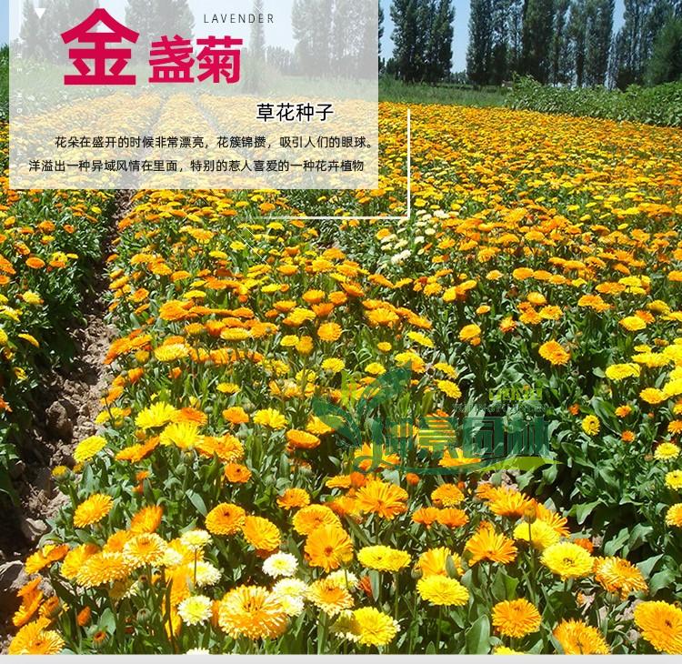 详情10.jpg