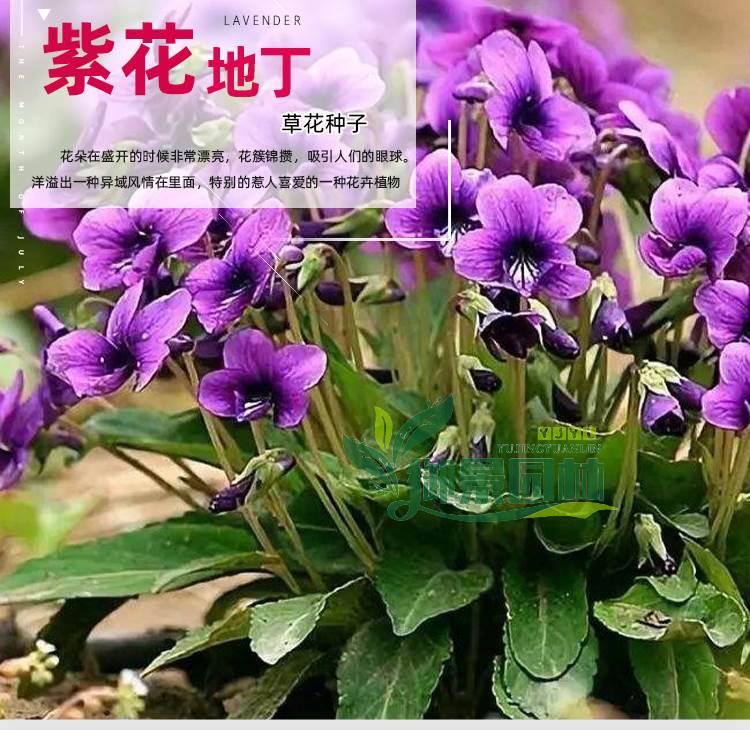 详情1.jpg