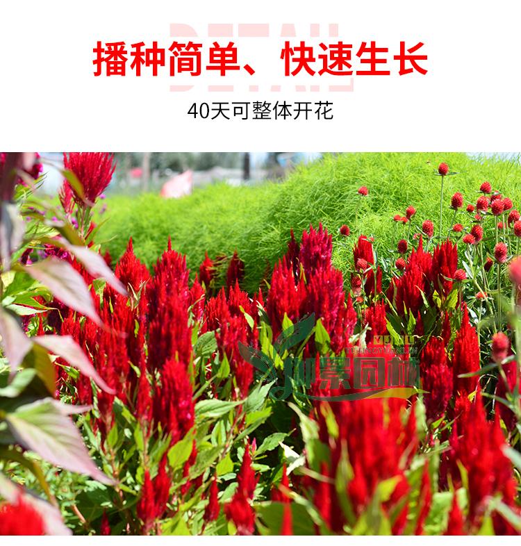 详情7.jpg