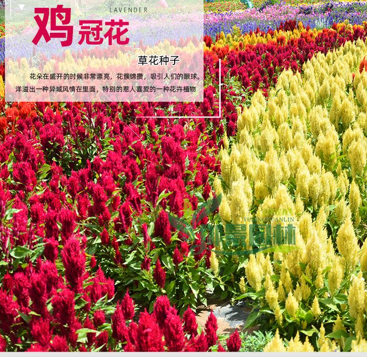 详情1.jpg