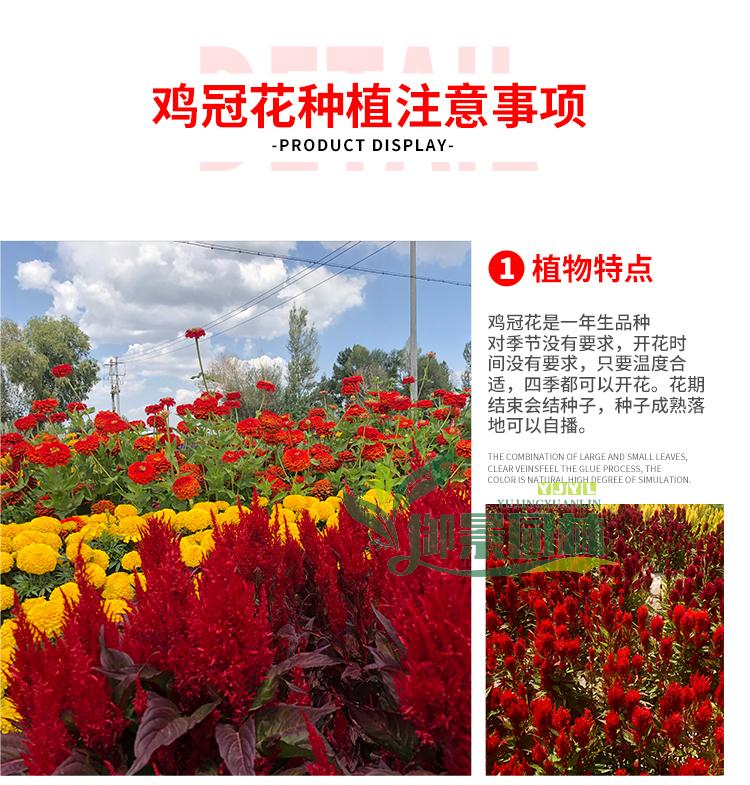 详情5.jpg