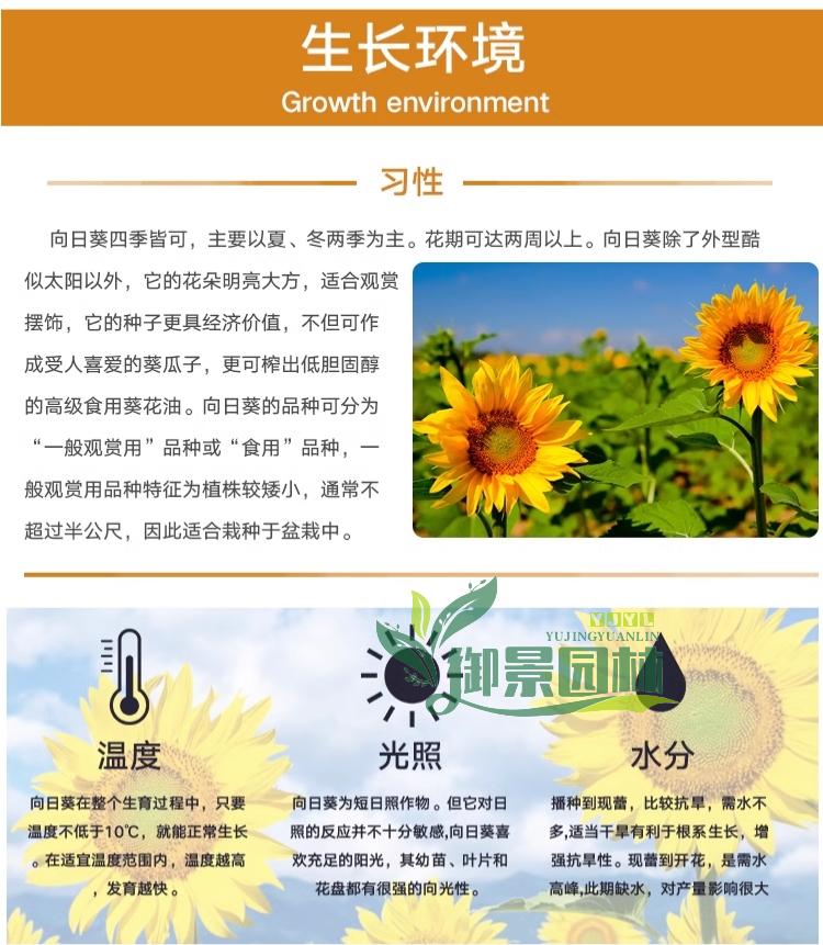 详情8.jpg