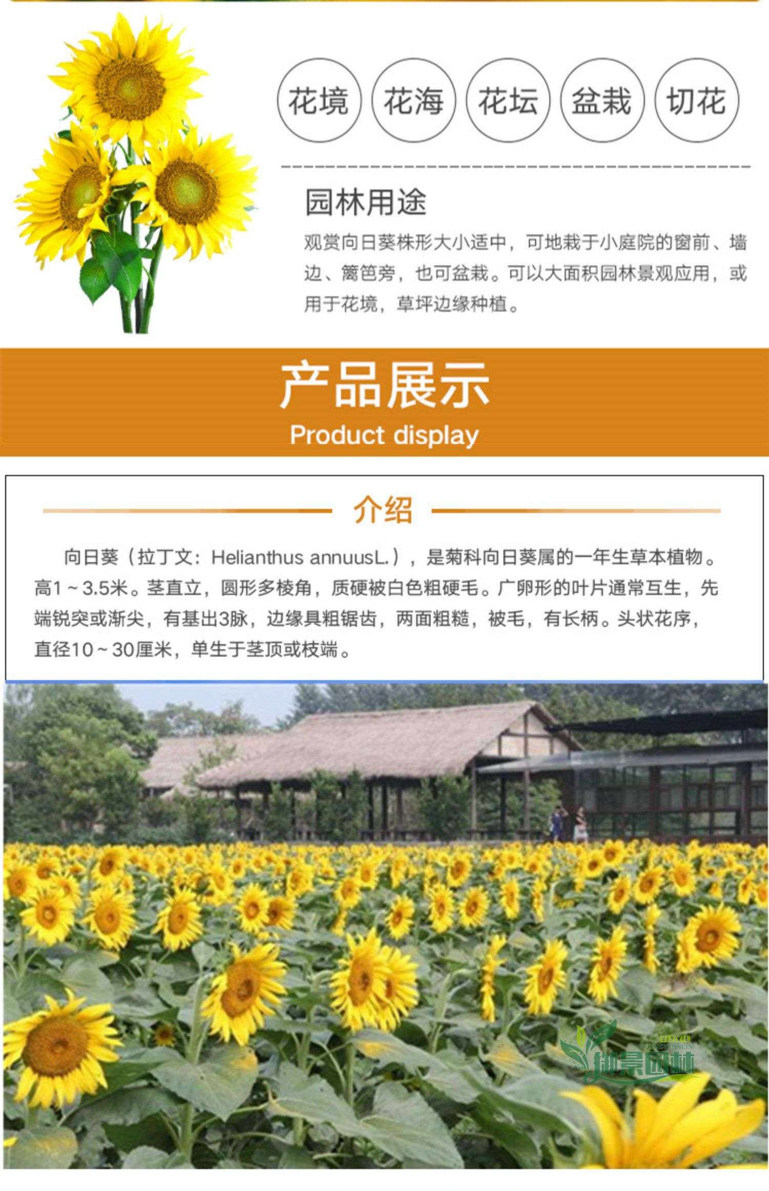 详情6.jpg