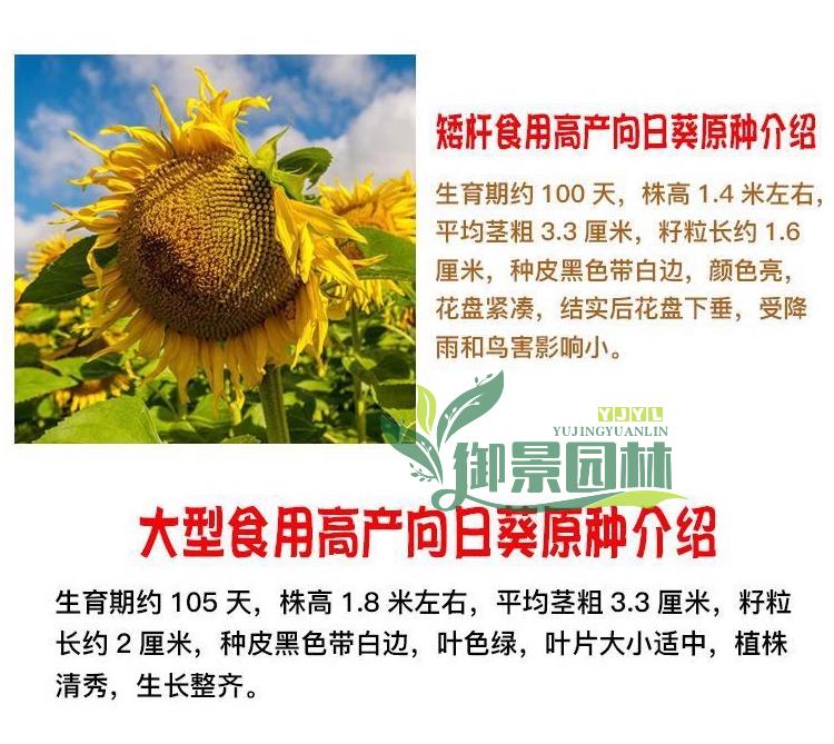 详情12.jpg