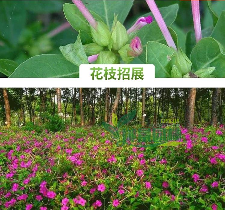 详情7.jpg
