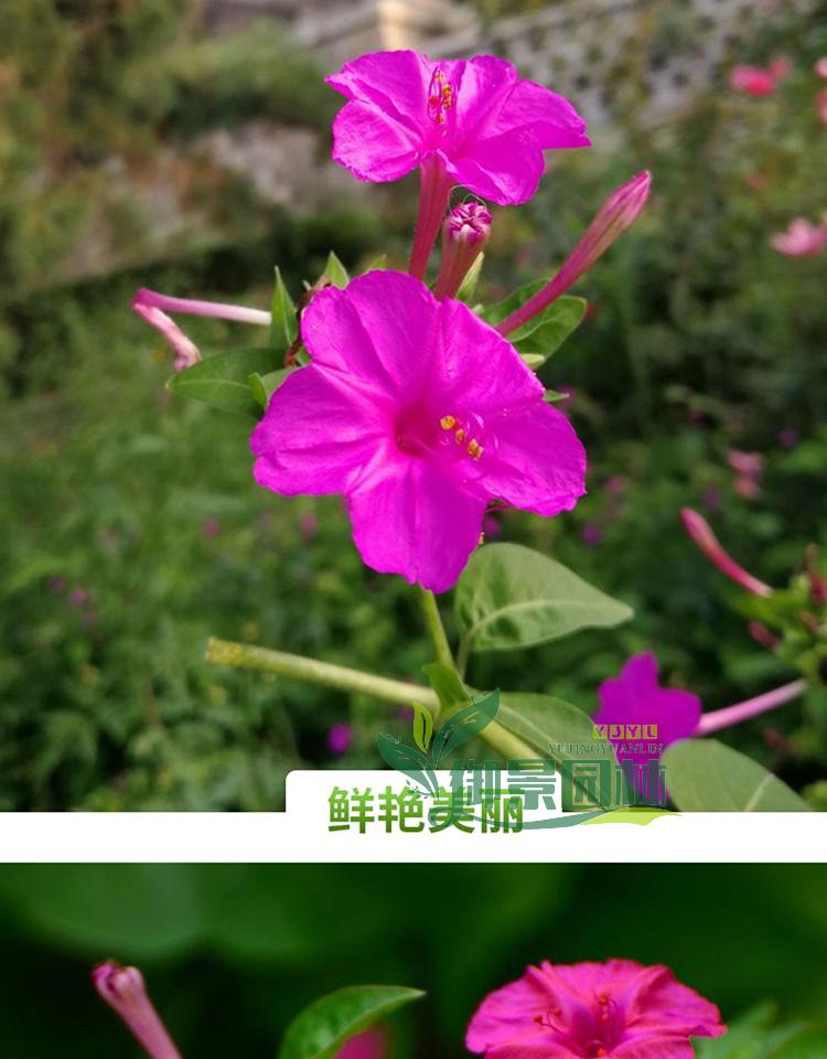 详情4.jpg