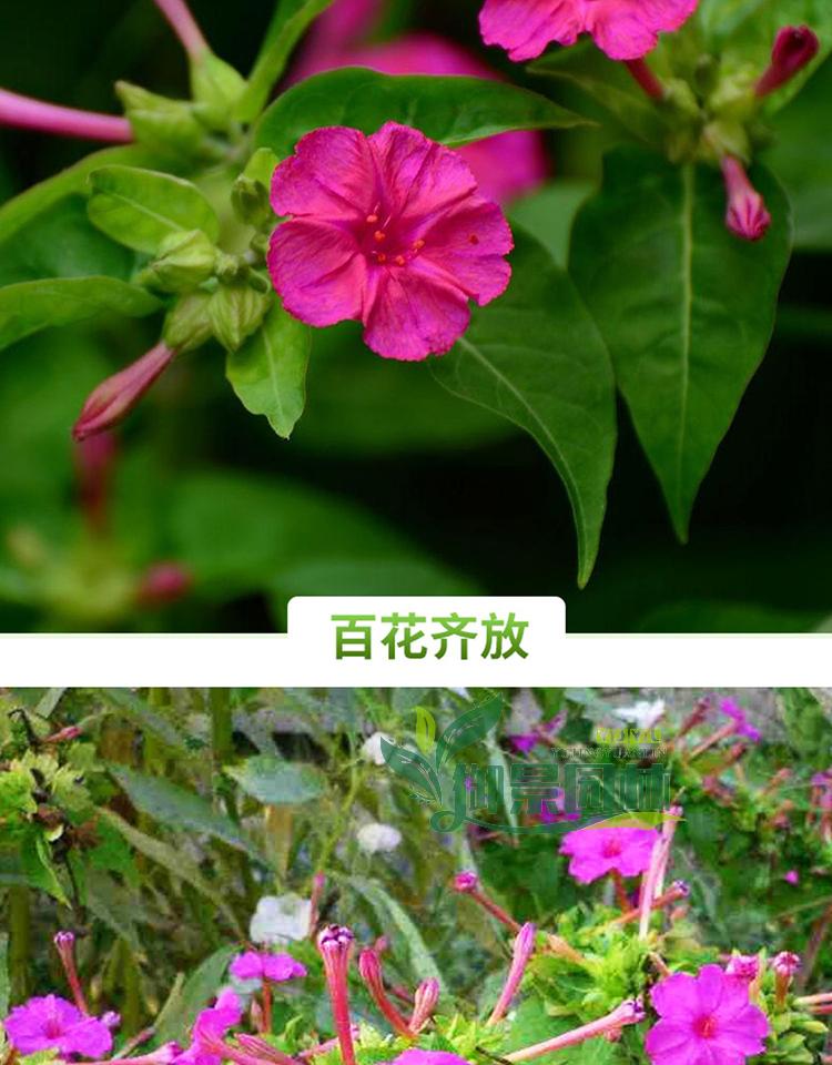 详情5.jpg
