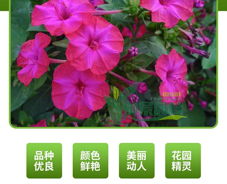 详情3.jpg