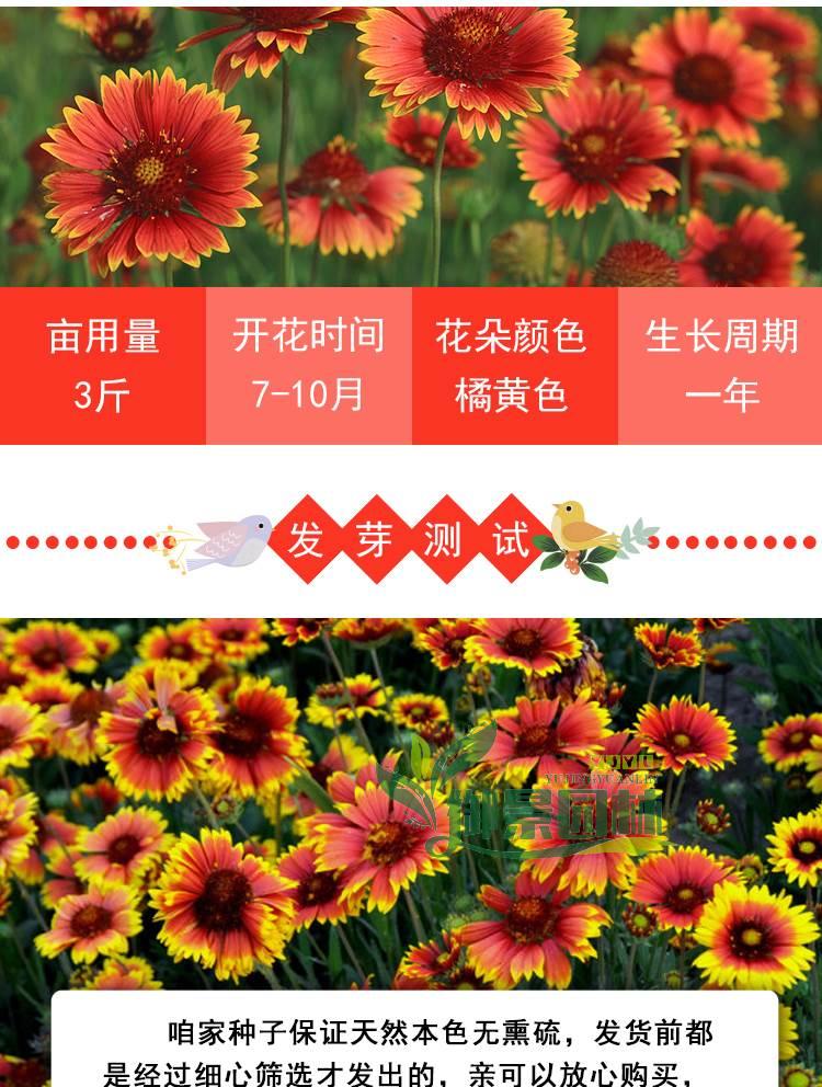 详情2.jpg