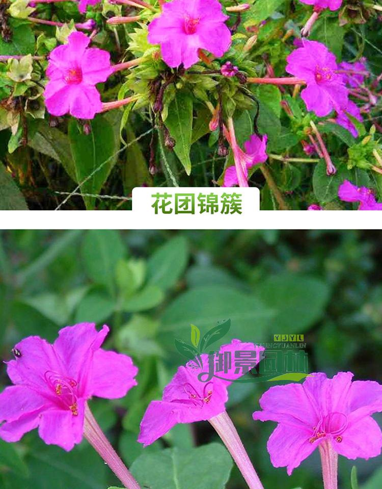 详情6.jpg