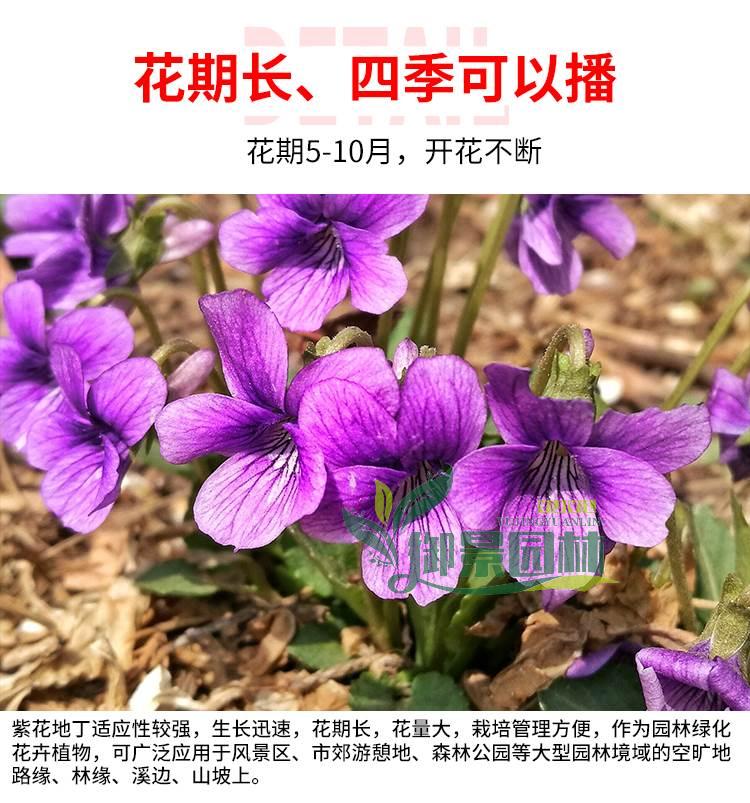 详情7.jpg