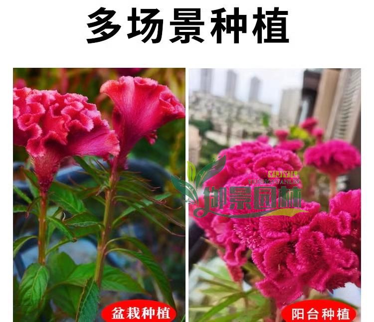 详情12.jpg