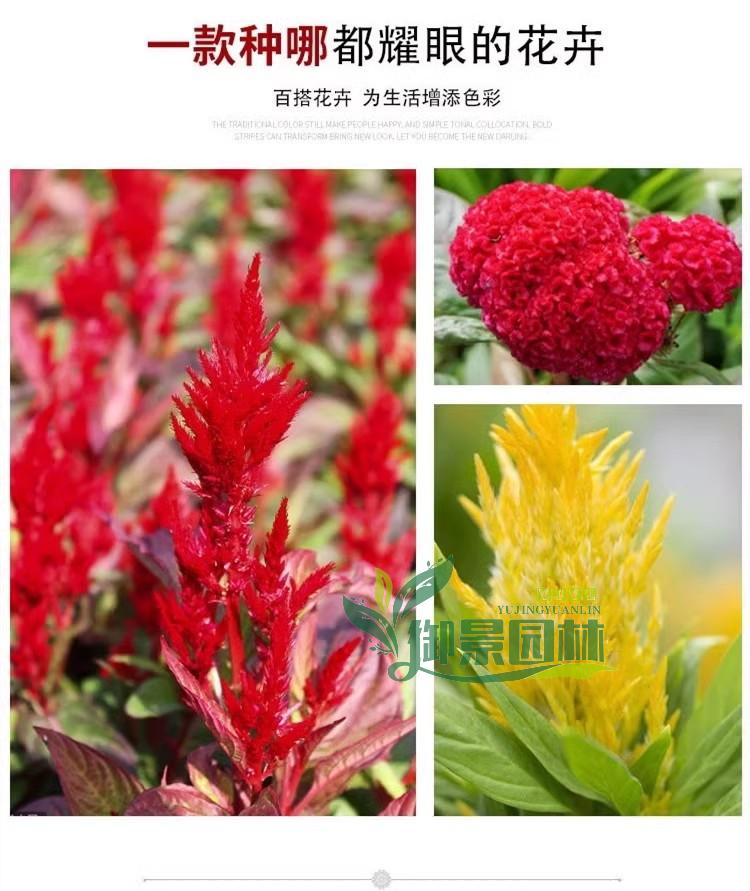 详情13.jpg