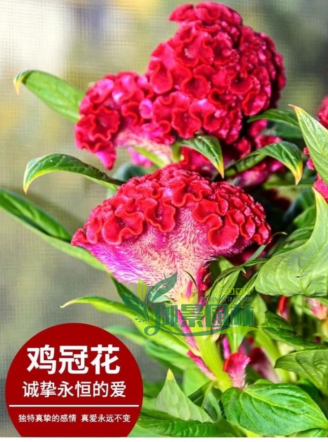 详情14.jpg