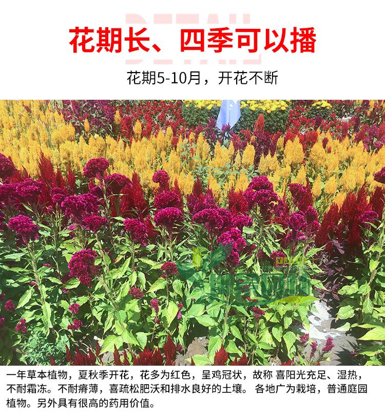 详情8.jpg