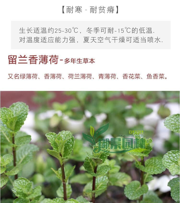 详情11.jpg
