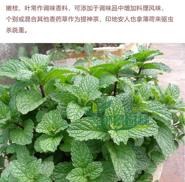 详情12.jpg