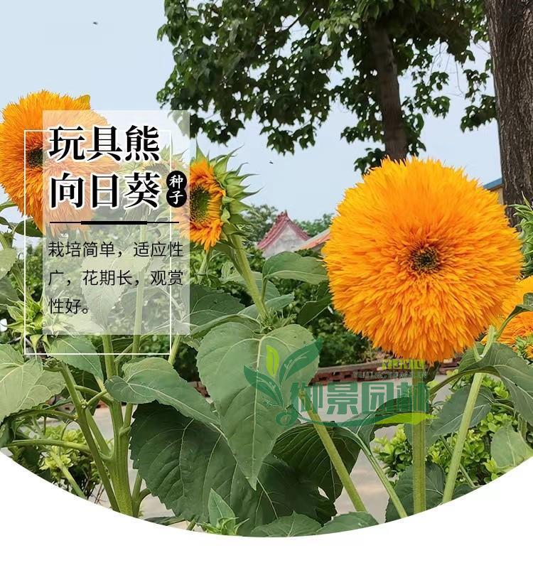 详情14.jpg