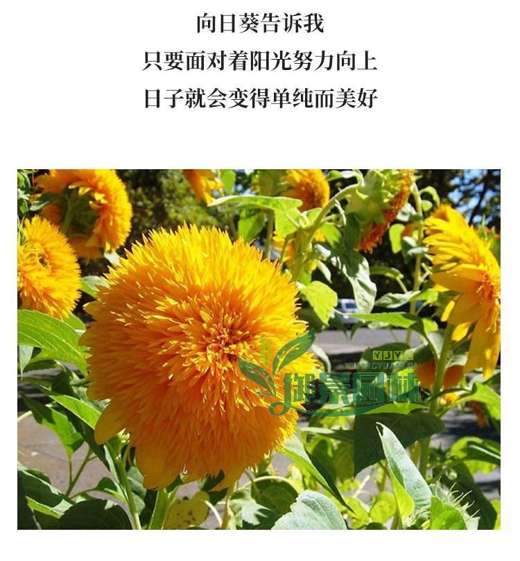 详情13.jpg