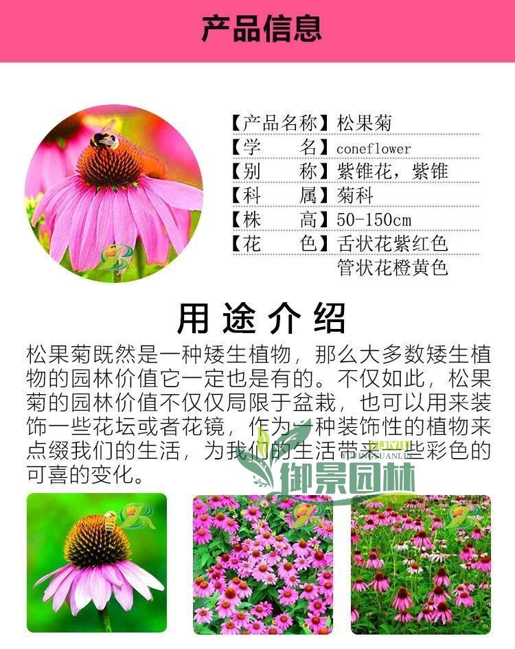 详情1.jpg