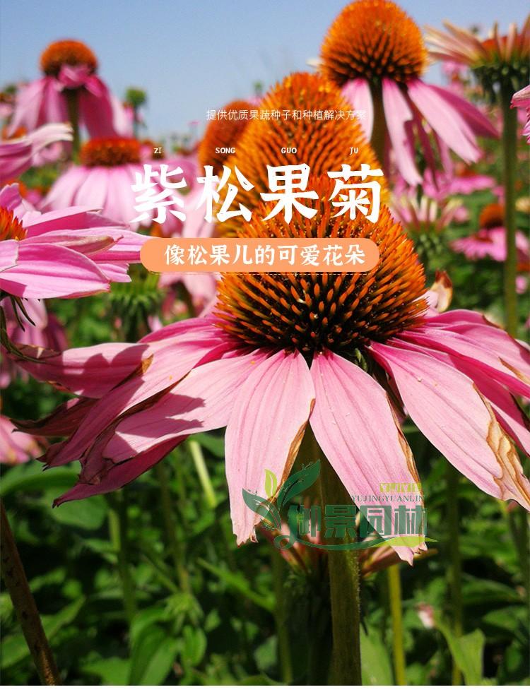 详情5.jpg
