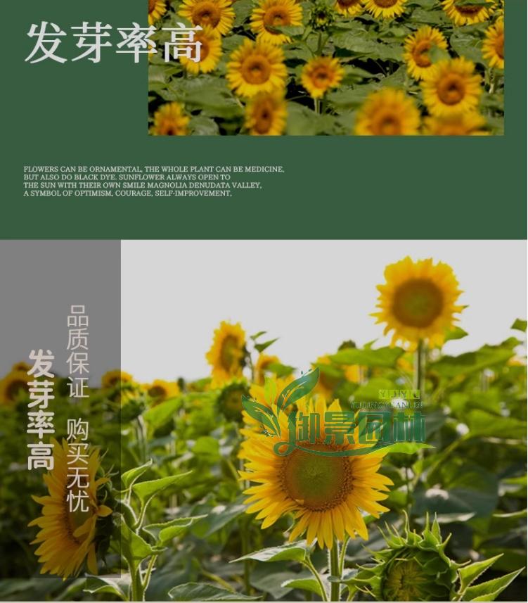 详情19.jpg