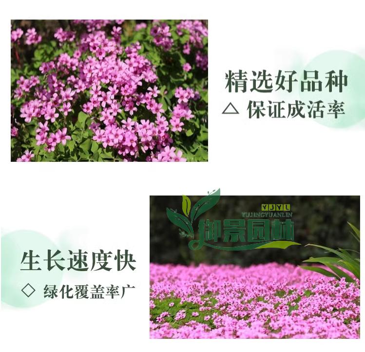 详情4.jpg