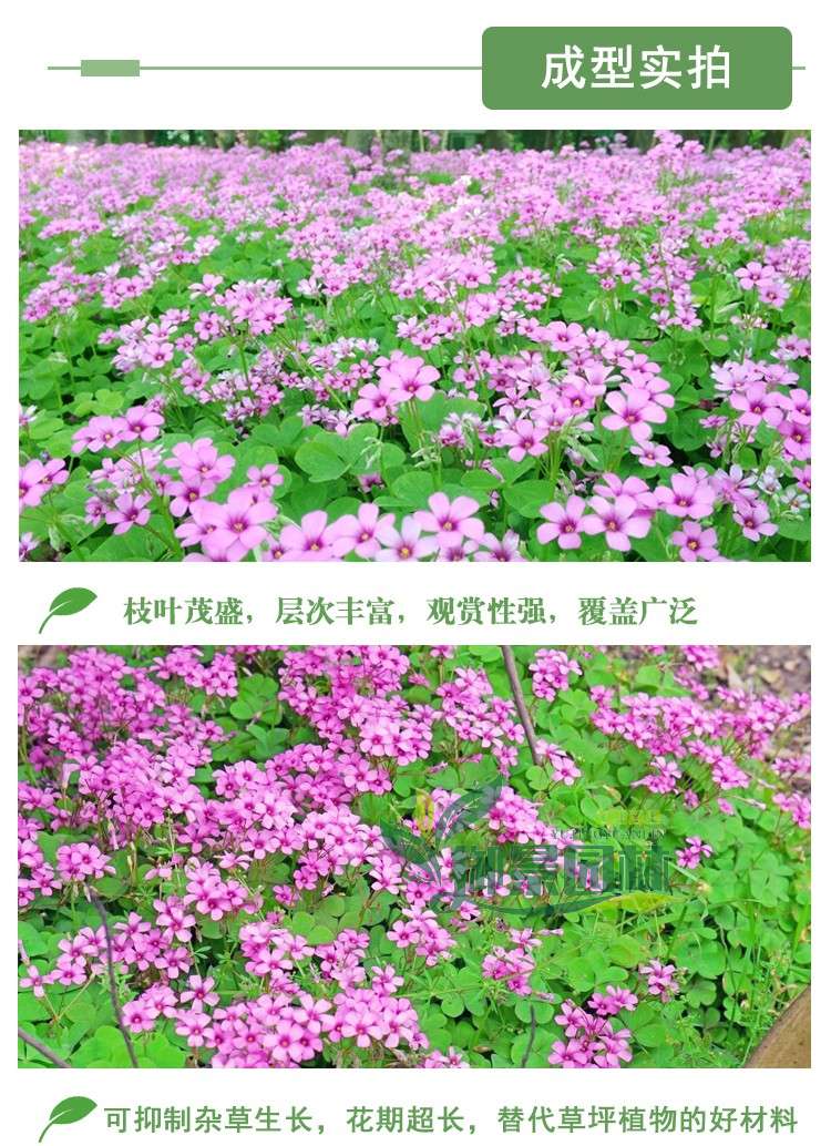 详情5.jpg