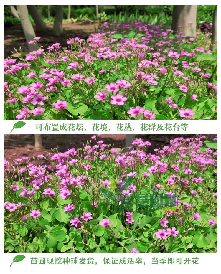 详情6.jpg