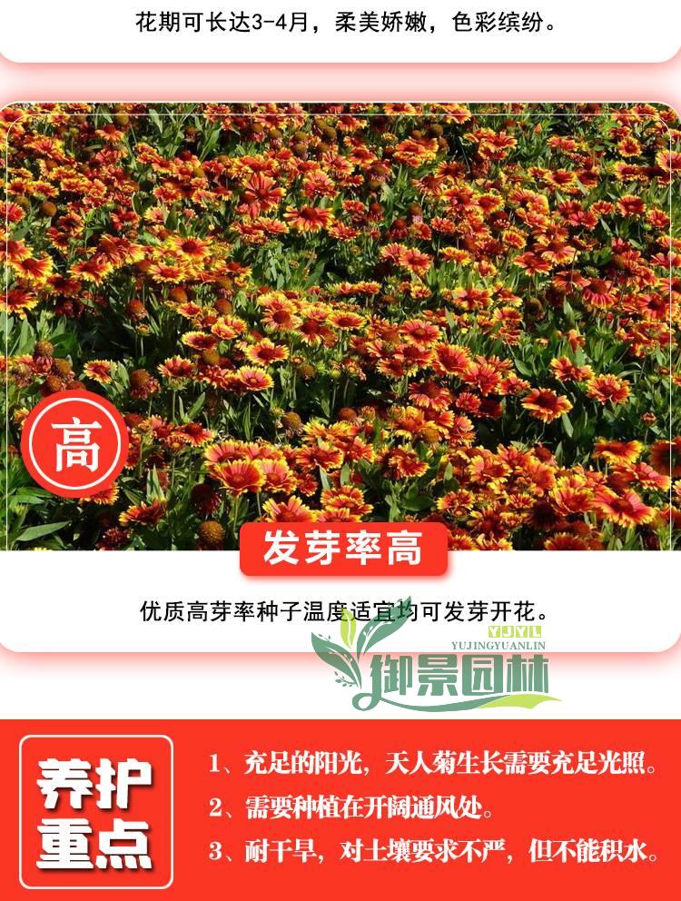 详情10.jpg