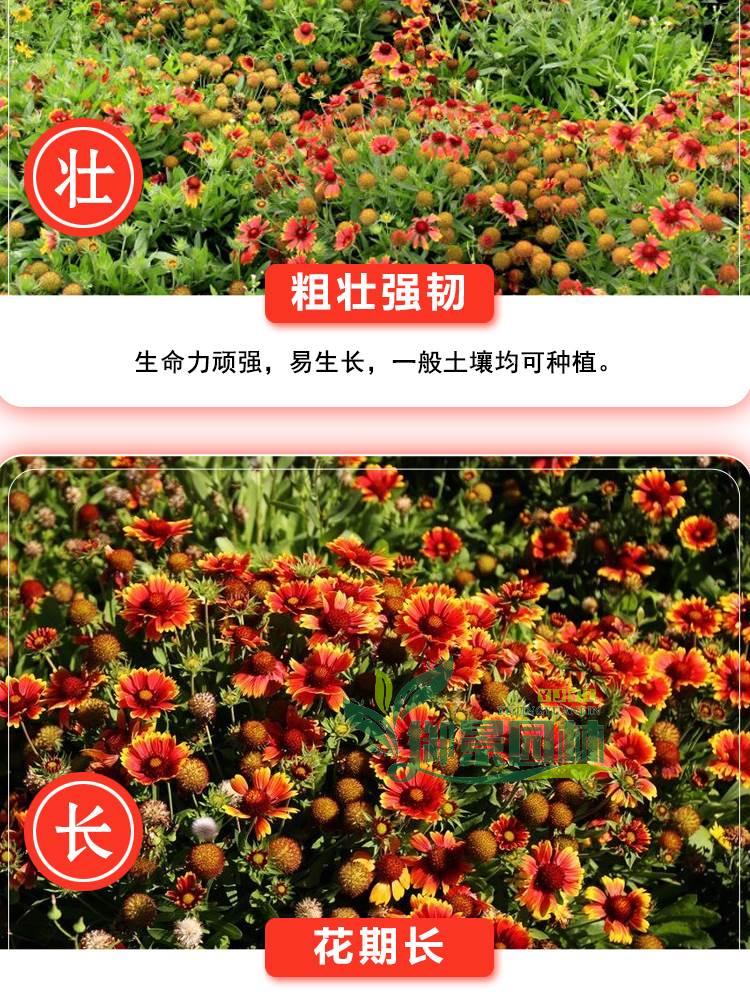 详情9.jpg
