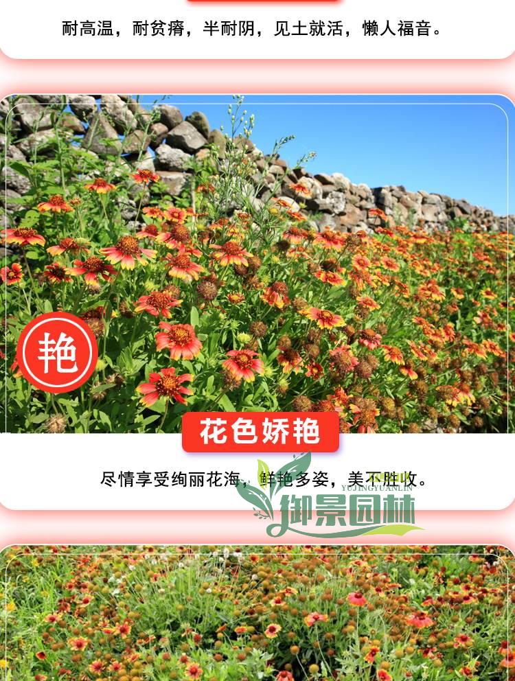 详情8.jpg