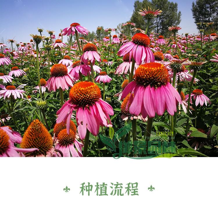 详情9.jpg