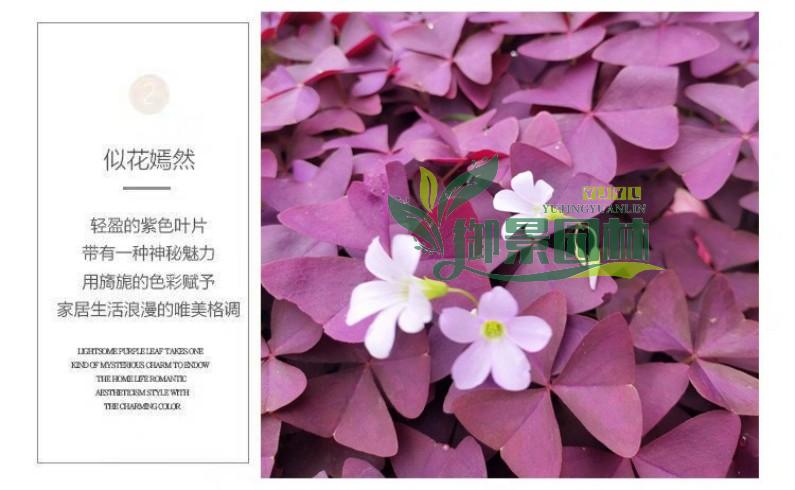 详情8.jpg