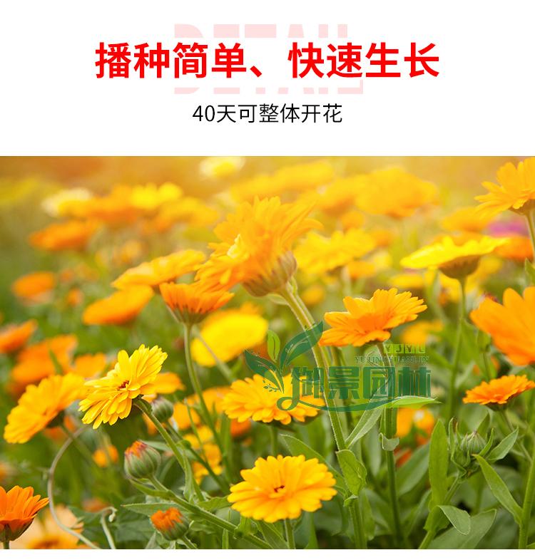 详情4.jpg