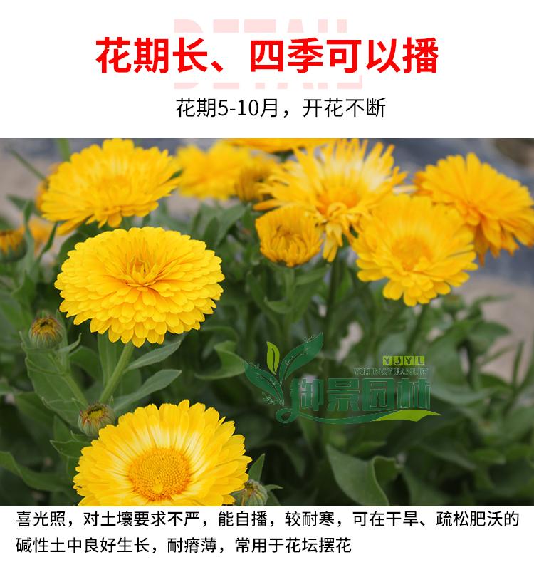 详情5.jpg