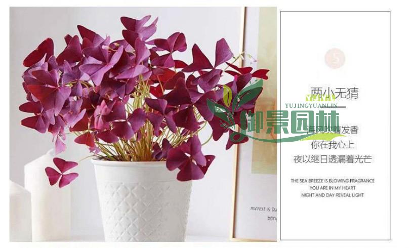 详情10.1.jpg